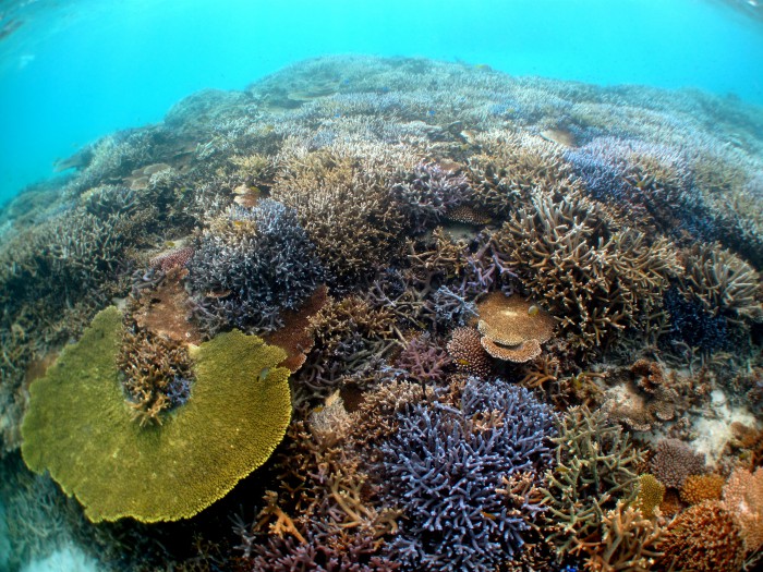 サンゴ礁も色鮮やかで美しい。時間を忘れて夢中になるはずです！
