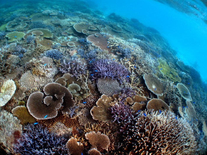竹富島の美しいサンゴ礁に癒されます。